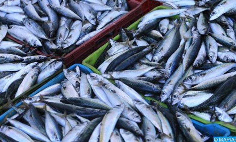 تراجع كميات الصيد الساحلي بـ17% مع استقرار في قيمتها المالية