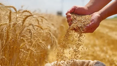 المغرب يقلص وارداته من القمح الروسي بنسبة 88%