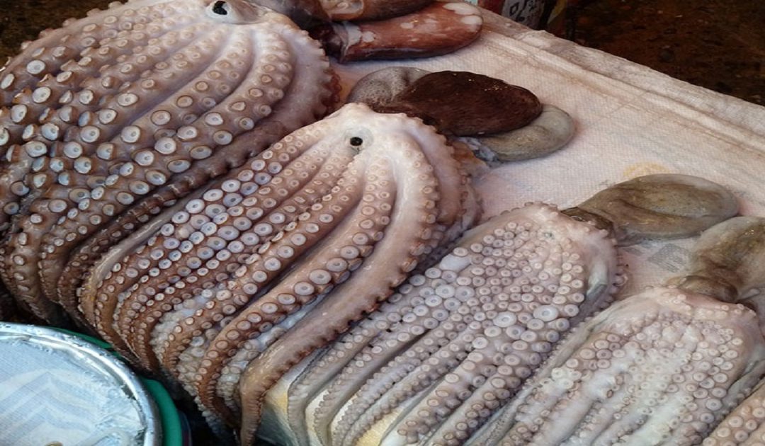 انطلاق موسم صيد الأخطبوط بالمغرب مع زيادة الحصص بـ 6%