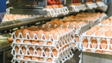 صفقة لـ Africa Feed and Food للاستحواذ على شركات في قطاع البيض بالمغرب