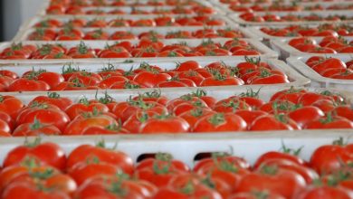 واردات إسبانيا من الطماطم المغربية تسجّل نموًا قياسيًا