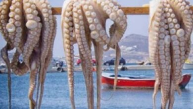 الرخويات تحقق قفزة بـ 125% في مفرغات الصيد بالداخلة