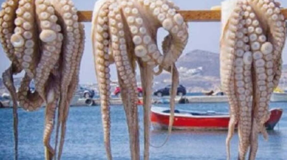 الرخويات تحقق قفزة بـ 125% في مفرغات الصيد بالداخلة