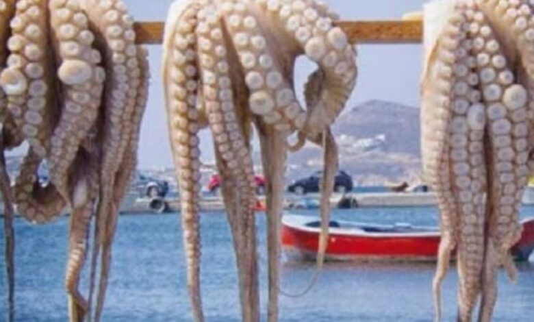 الرخويات تحقق قفزة بـ 125% في مفرغات الصيد بالداخلة