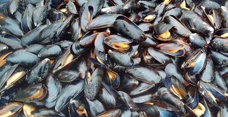 توقيف مؤقت لجمع وتسويق بعض أنواع المحار في الداخلة