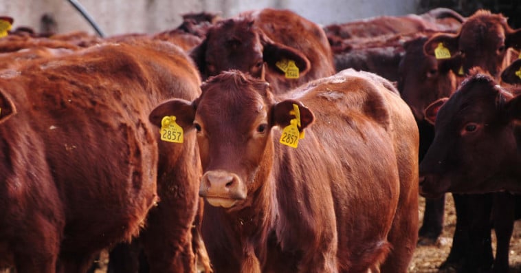 المغرب يرفع حصة استيراد الأبقار المعفاة من الرسوم إلى 300 ألف رأس