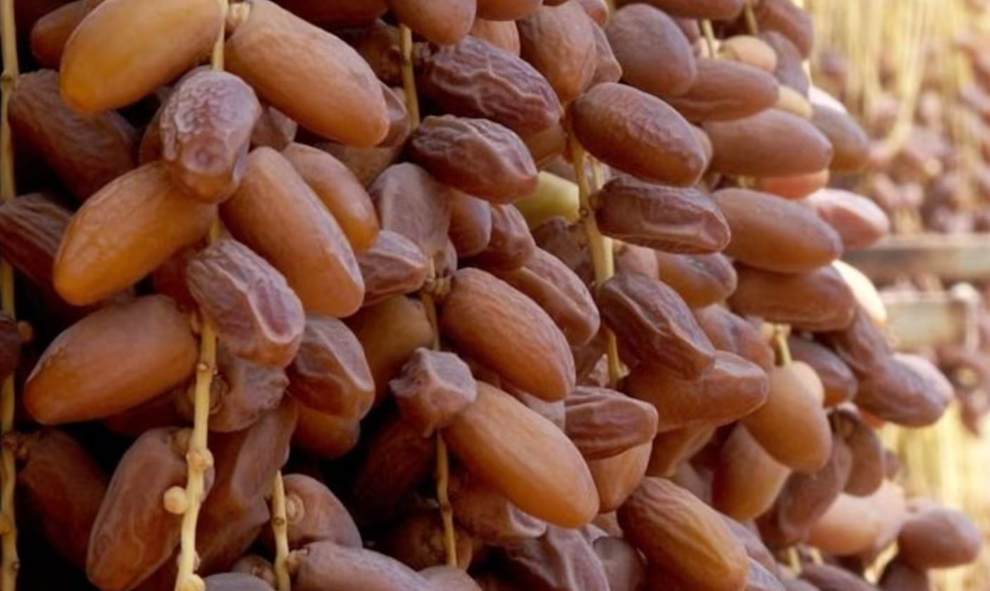 طاطا تتوقع إنتاج 12 ألف طن من التمور خلال الموسم الحالي