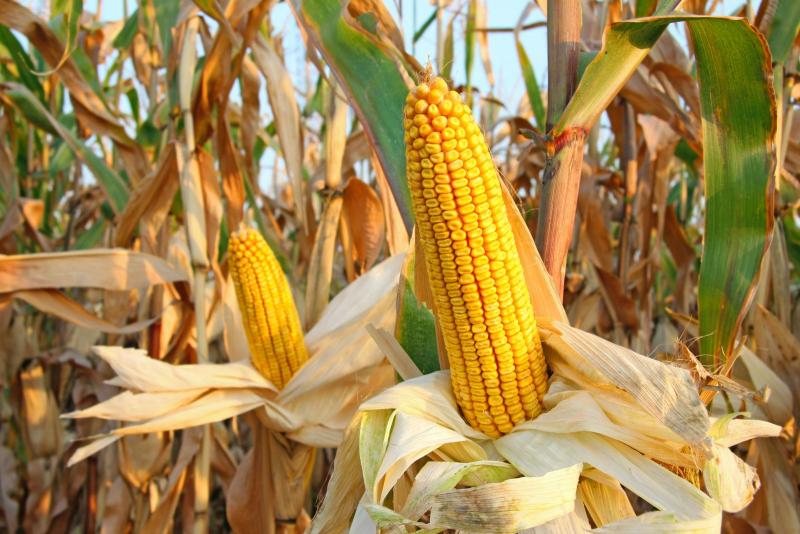 ارتفاع غير مسبوق لصادرات الذرة الحلوة بالمغرب