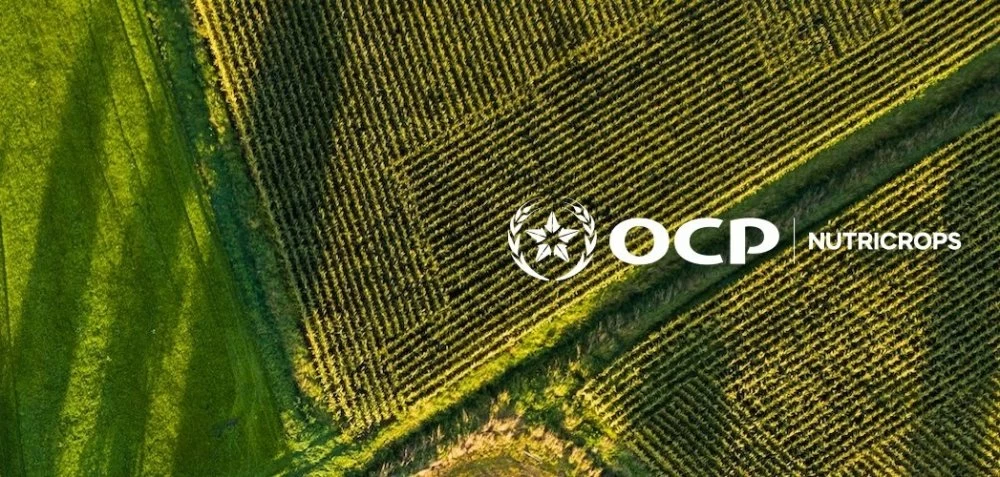 شركة "OCP Nutricrops" تنشئ ذراعا بهولندا لتجميع استثماراتها الدولية