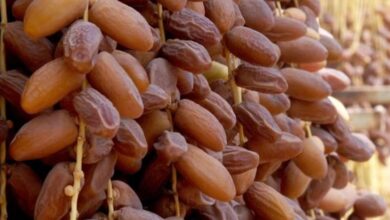 طاطا تتوقع إنتاج 12 ألف طن من التمور خلال الموسم الحالي