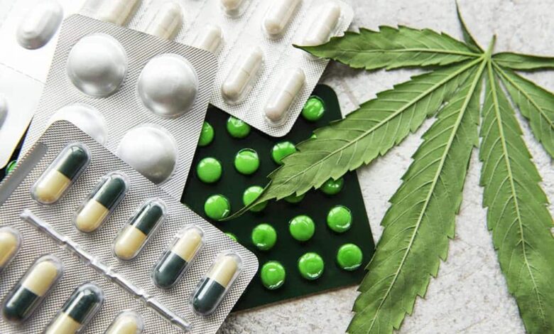 توسع المساحات المزروعة للقنب الهندي المشروع بإقليم شفشاون