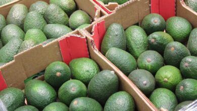 المغرب يسجل رقماً قياسياً في صادرات الأفوكا نحو ألمانيا