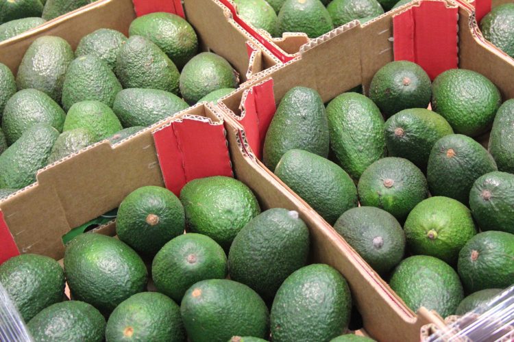 المغرب يسجل رقماً قياسياً في صادرات الأفوكا نحو ألمانيا