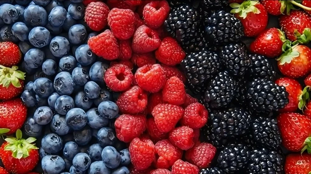 ارتفاع صادرات التوت الأحمر المغربي إلى 64.400 طن