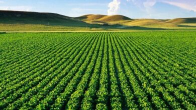 منظمة "الفاو" تشيد بنموذج المغرب في مجال الفلاحة المستدامة