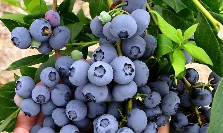 صادرات التوت الأزرق المغربي تتجاوز 1.900 طن نحو كندا