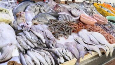 اعتماد إجراءات جديدة لضبط أسعار السمك واستقرارها
