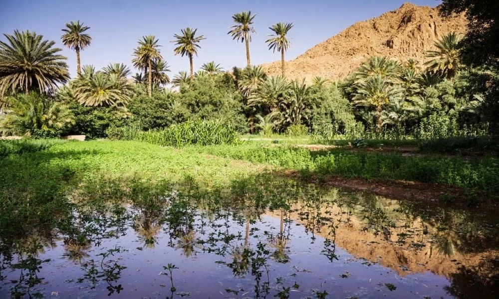 التحضير لمشروع هيكلي ينقذ واحات درعة من الجفاف والتصحر