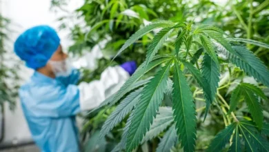 المغرب يحقق سابقة إفريقية في تصدير دواء معتمد من القنب الطبي