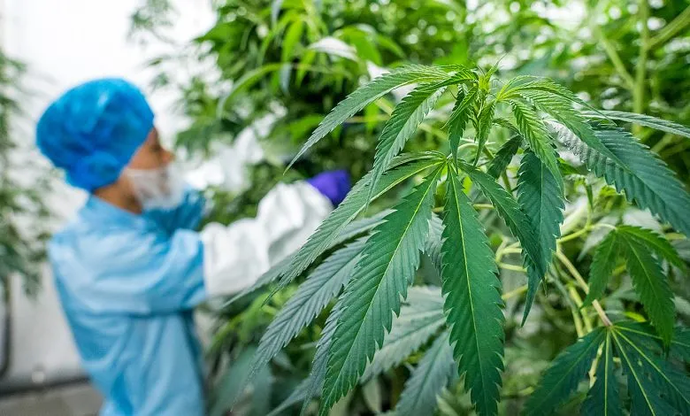 المغرب يحقق سابقة إفريقية في تصدير دواء معتمد من القنب الطبي