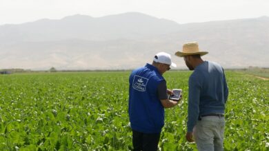 "كوسومار" تطلق موسم زراعة النباتات السكرية مع دعم للفلاحين