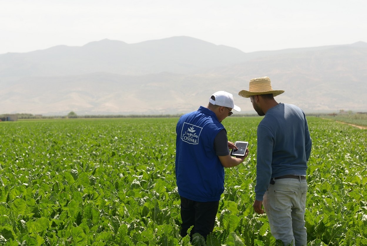 "كوسومار" تطلق موسم زراعة النباتات السكرية مع دعم للفلاحين