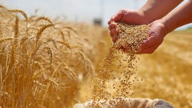 دخول نظام جديد لتنظيم إنتاج وتوزيع القمح الطري