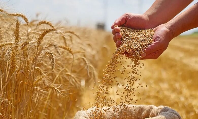 دخول نظام جديد لتنظيم إنتاج وتوزيع القمح الطري
