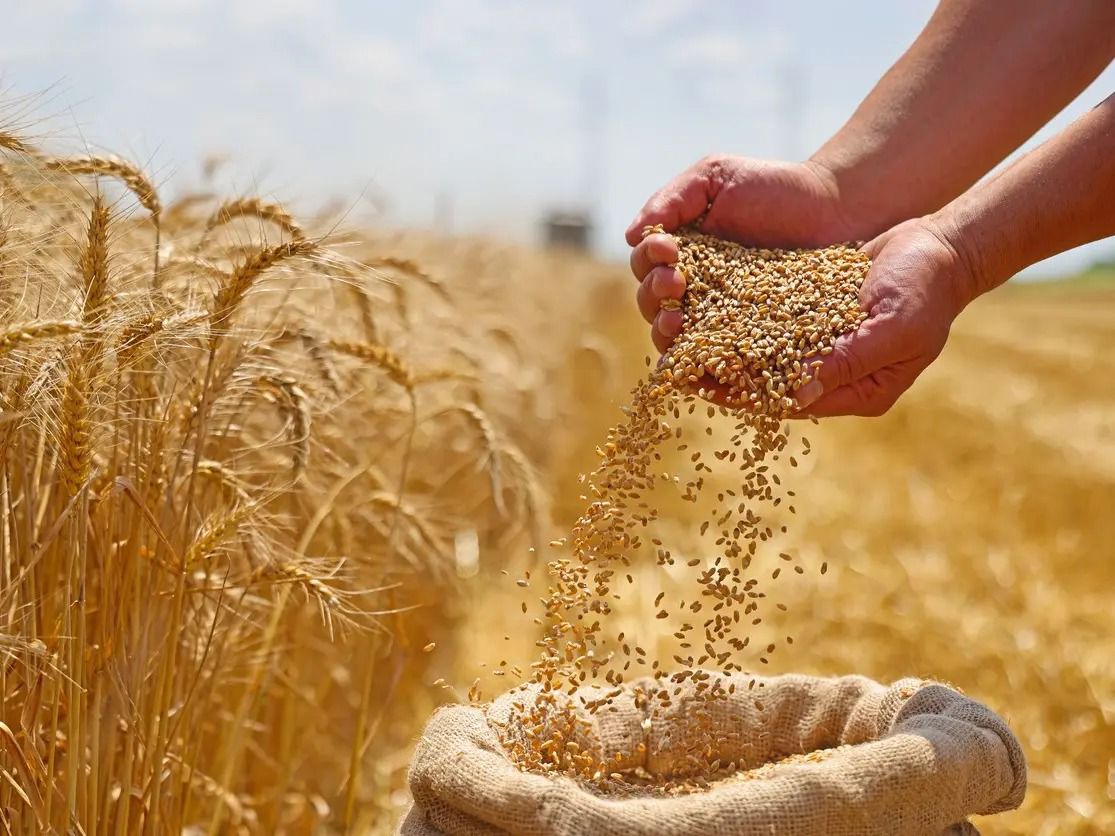 دخول نظام جديد لتنظيم إنتاج وتوزيع القمح الطري