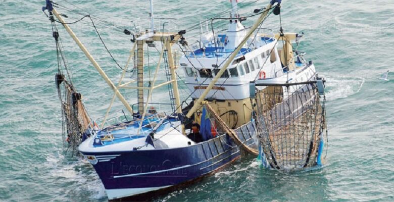 قيمة مفرغات الأسماك بالموانئ المتوسطية تبلغ 577 مليون درهم
