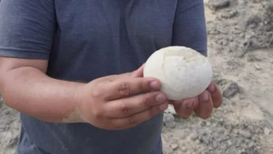 اكتشاف بيضة ديناصور لاحم محفوظة منذ 70 مليون سنة في الأرجنتين