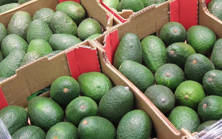 المغرب يسجل رقماً قياسياً في صادرات الأفوكا نحو ألمانيا