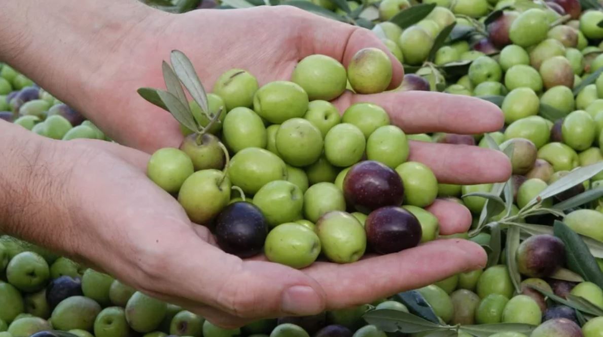 برنامج "المثمر" يرفع إنتاج الزيتون بمولاي يعقوب بنسبة تفوق 30%