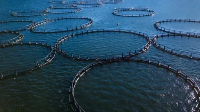 المغرب يستعد لتعزيز صادرات الأحياء المائية عبر خريطة أسواق دولية جديدة