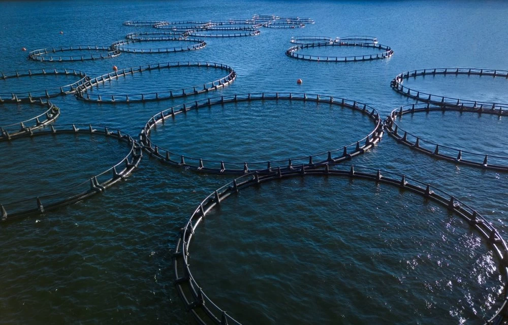 المغرب يستعد لتعزيز صادرات الأحياء المائية عبر خريطة أسواق دولية جديدة