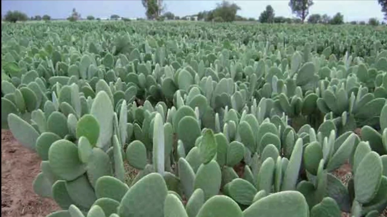 برنامج الصبار المقاوم للمن يحقق 50% من أهدافه