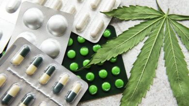 المغرب يقلص زراعة القنب غير القانونية بنسبة 85% خلال عقدين