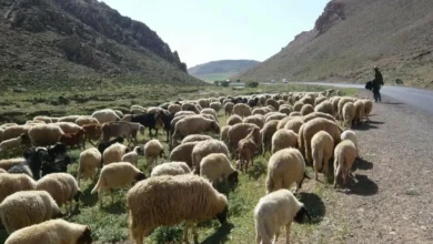 الدعم المباشر لمربي الماشية يصل إلى 2,42 مليار درهم