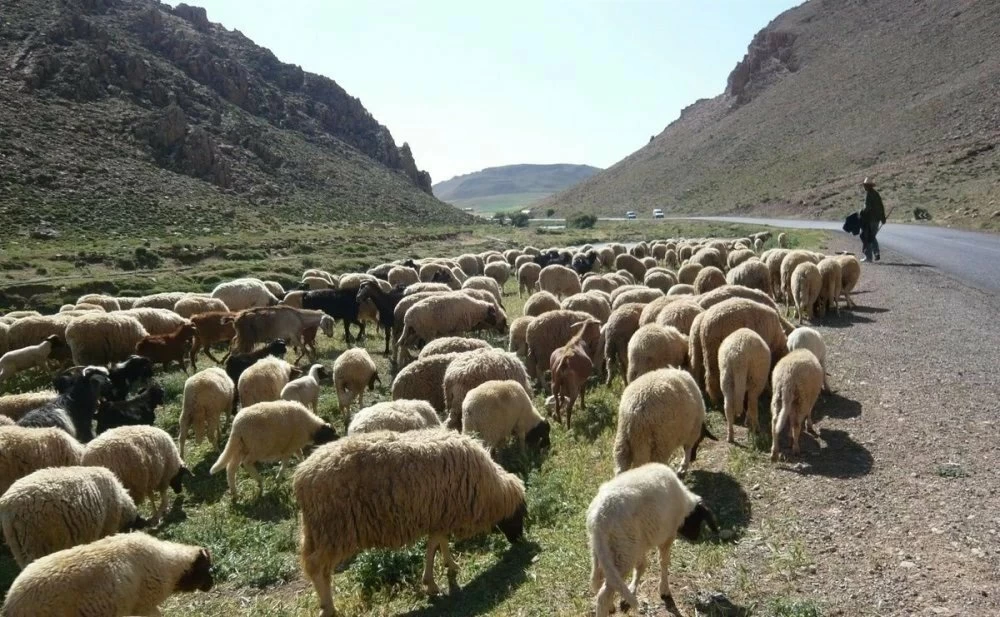 الدعم المباشر لمربي الماشية يصل إلى 2,42 مليار درهم