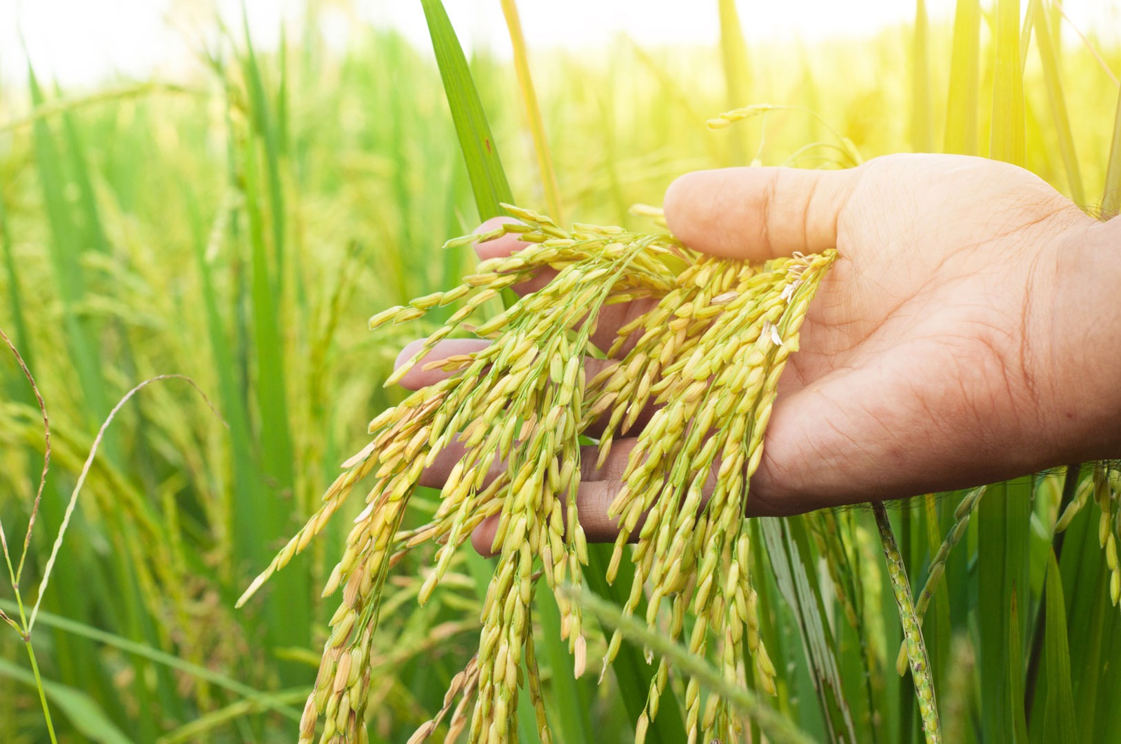 يوم دراسي بالرباط يناقش صمود زراعة الأرز بمنطقة الغرب