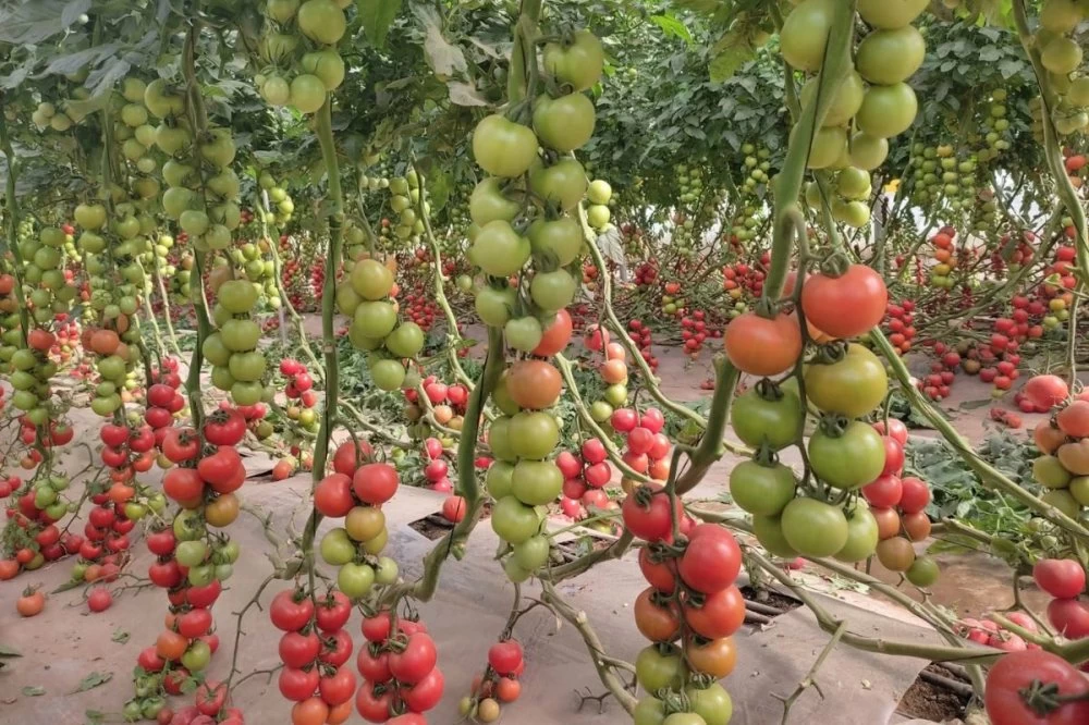 توقعات بارتفاع أسعار الطماطم والفلفل قبل رمضان بسبب تراجع الإنتاج