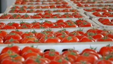 المغرب يحقق قفزة تاريخية في سوق الطماطم الإيرلندية بحصة 10%