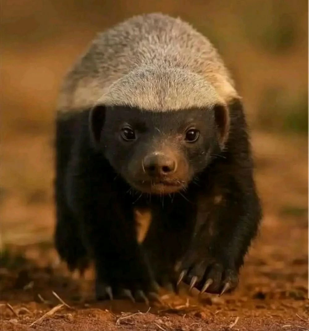 "اعْسيلة"... من هو حيوان الراصل الذي أشعل المواقع في المغرب