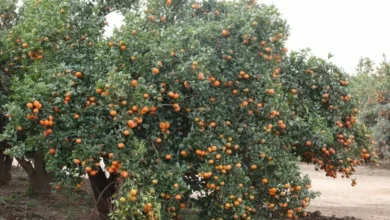 صادرات المندرين ترتفع بـ43% خلال الموسم الجديد