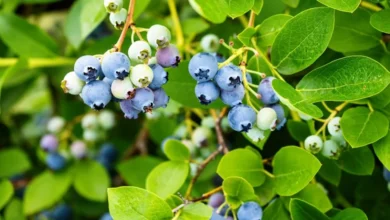 ظروف مناخية مثالية تَعِدُ بحصاد استثنائي من التوت الأزرق بالمغرب