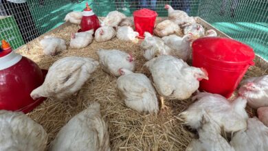 معرض الدواجن يستقطب أزيد من 450 عارضاً و14 ألف زائر 