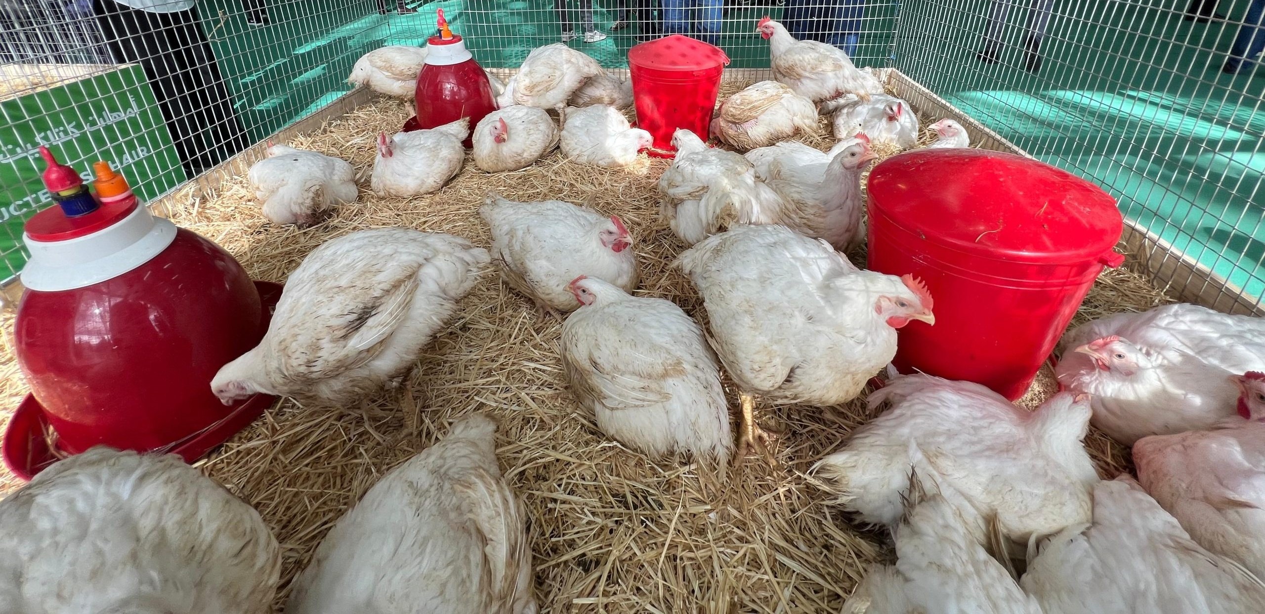 معرض الدواجن يستقطب أزيد من 450 عارضاً و14 ألف زائر