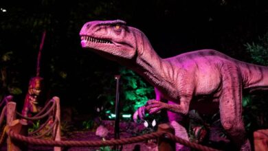 الدار البيضاء تستعد لاحتضان تجربة "Dinos Alive" لأول مرة