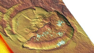 جامعة القاضي عياض بمراكش تحتضن معرضا يعرف جذور الحياة بإفريقيا