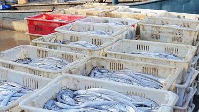 تراجع نشاط الصيد بميناء الحسيمة بـ7% خلال 2025